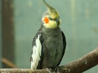 Mehrfarbiger Nymphensittich auf Ast - Mortella Garten